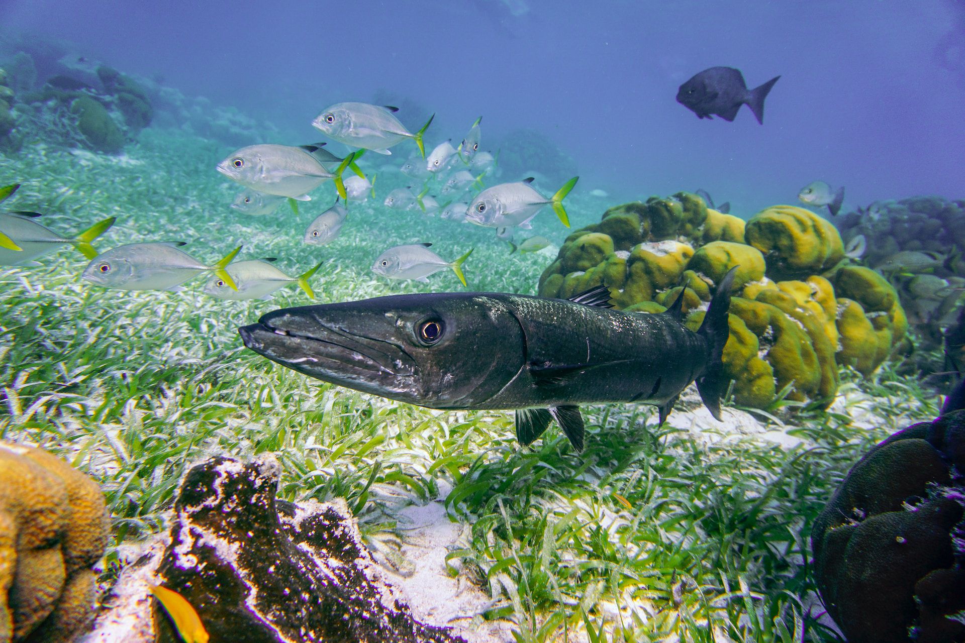 Under the Sea in Belize